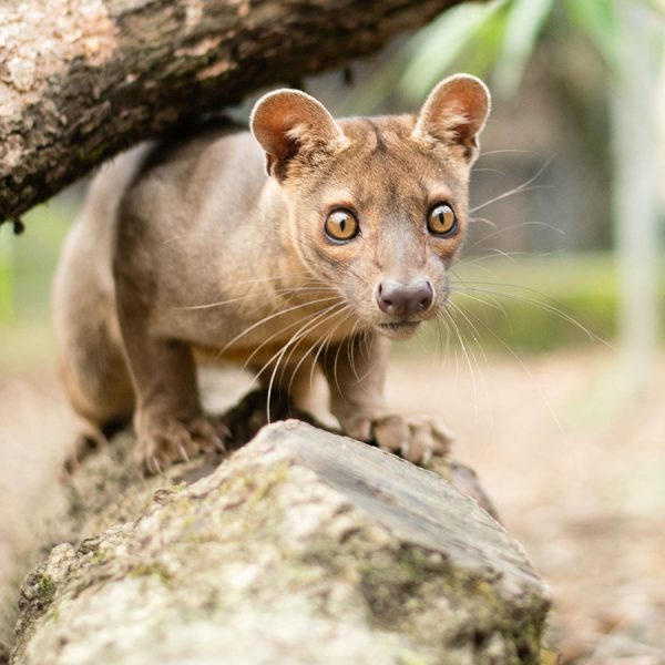 Kelsa-Fossa-2