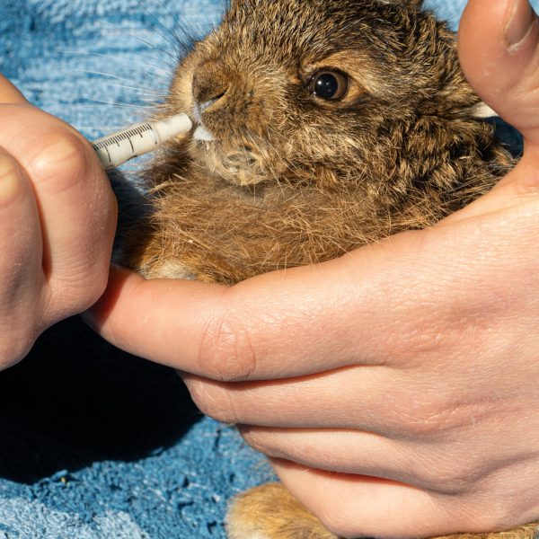 Lapin en soin au Bioparc
