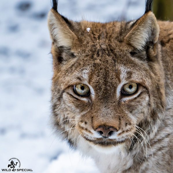 lynx