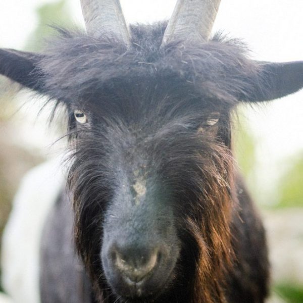 Chèvre col noir du Valais