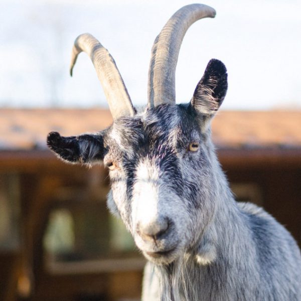 Chèvre grise