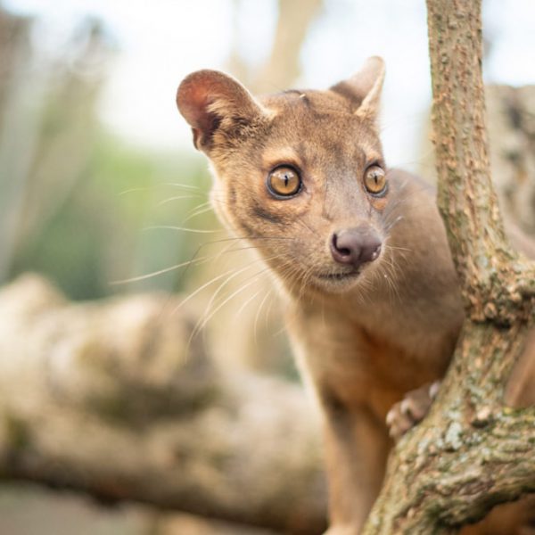 Fossa