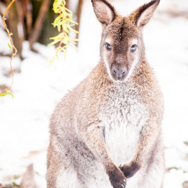 Wallaby