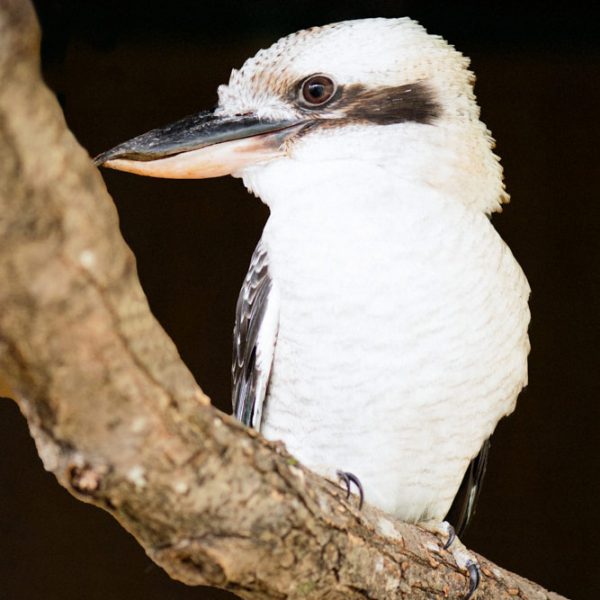 Martin chasseur géant