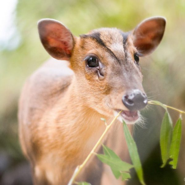 Muntjac