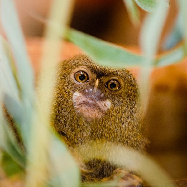 Ouistiti pygmée