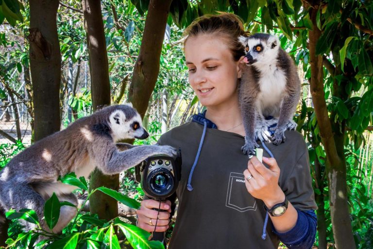 Ophélie et les lémuriens