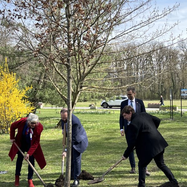 Plantation d'un arbre