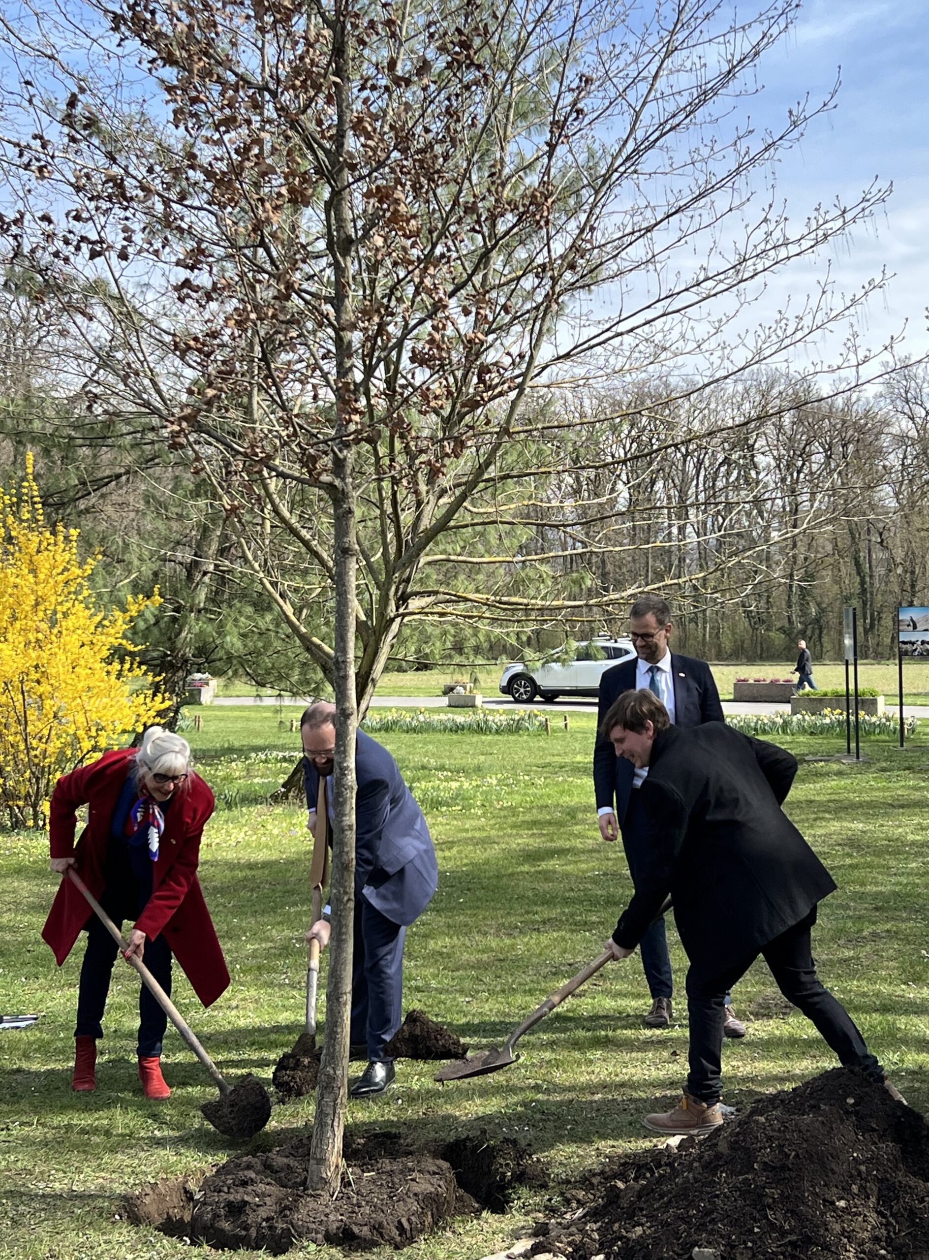 Plantation d'un arbre