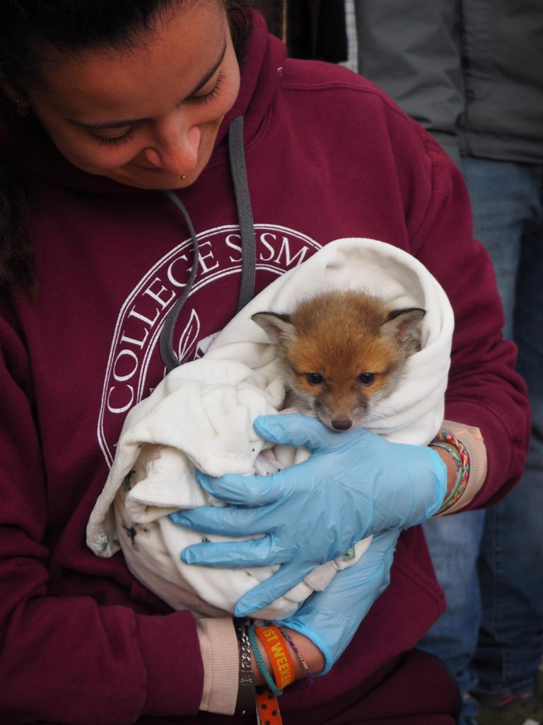 Renardeau, images Chloe Gonseth