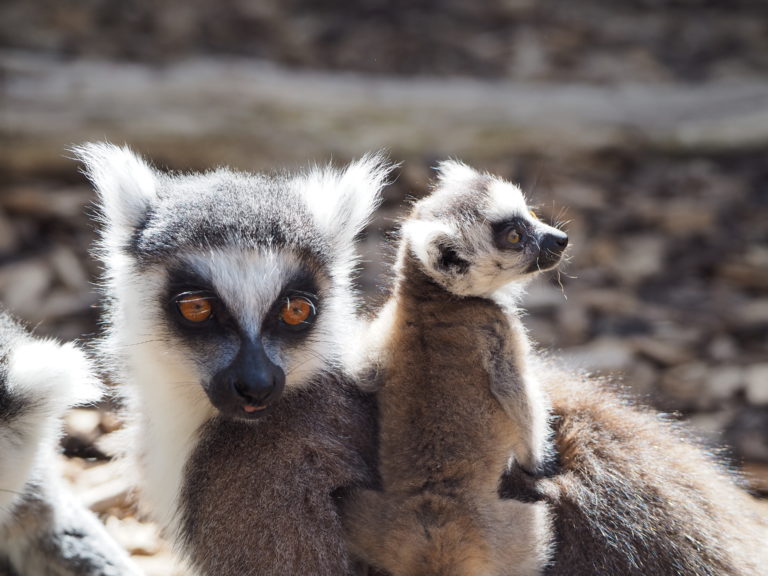 Lémurs catta de Chloe Gonseth