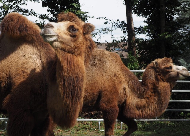 Chameaux