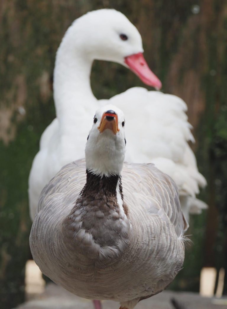 Coscobora et oie barrée