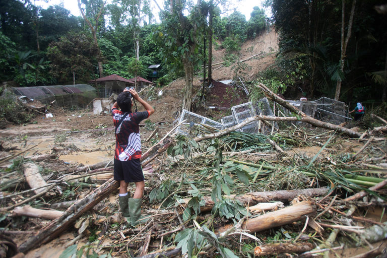 Keeper Arihta of the Quarantine and Rehabilitation centre looking for one of the missing orangutans up in the trees copyright YELSOCP