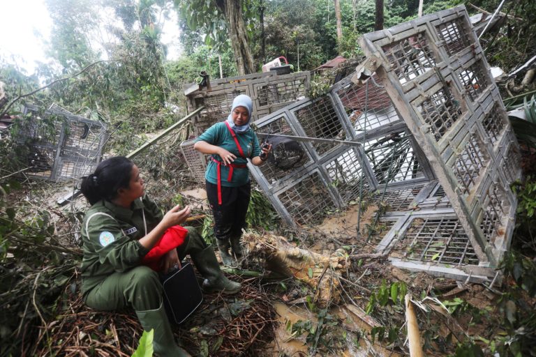 Senior SOCP veterinarian drh Yenny Saraswati coordinating with Keeper Yanti copyright YELSOCP