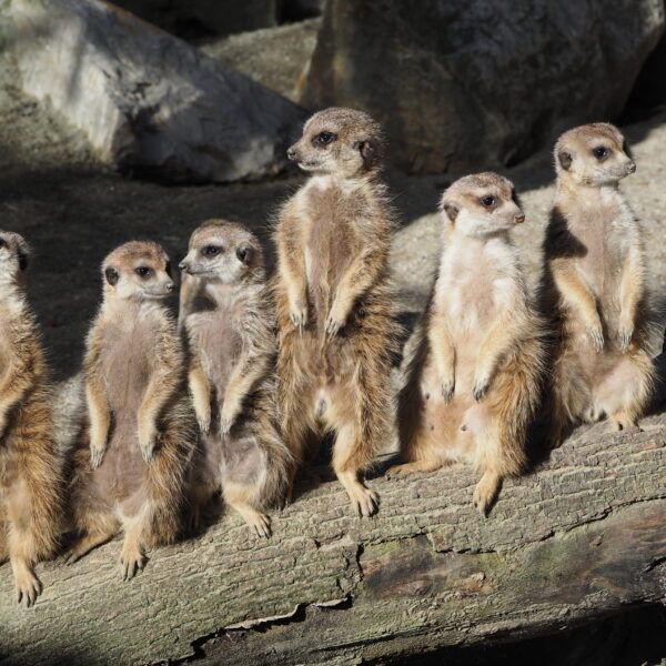 famille suricates Chloe Gonseth