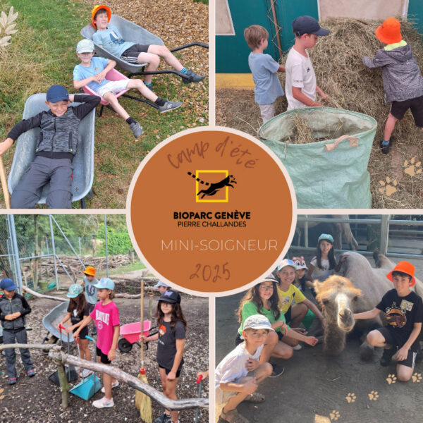 Image d'illustration du camp d'été mini-soigneur au Bioparc