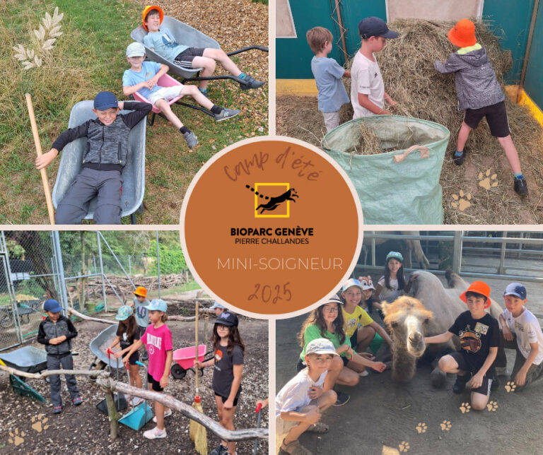 Image d'illustration du camp d'été mini-soigneur au Bioparc