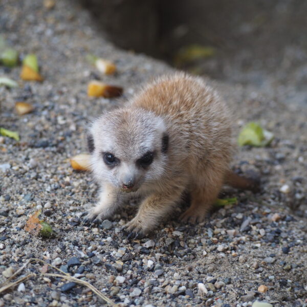 Bébé suricates C. Gonseth