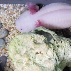 Axolotl