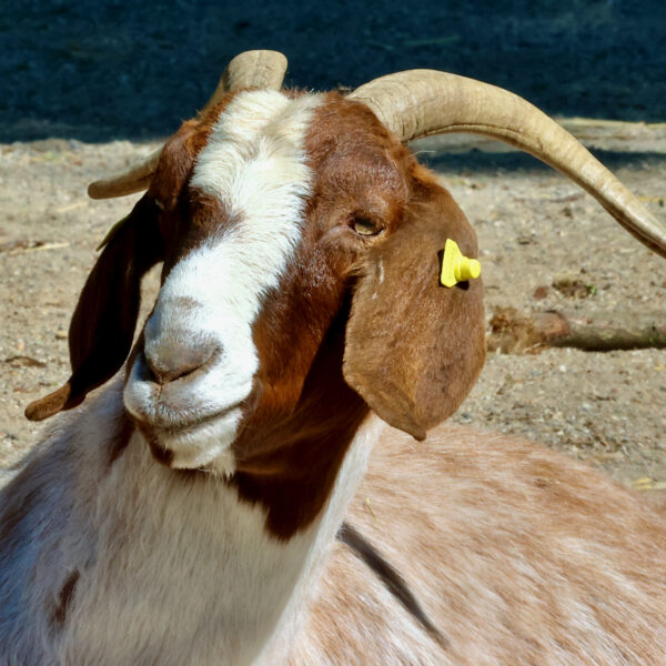 Banjo C. Bettex