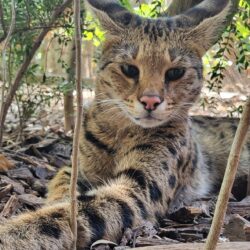 savannah