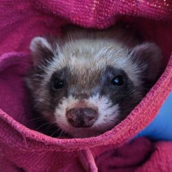 furet