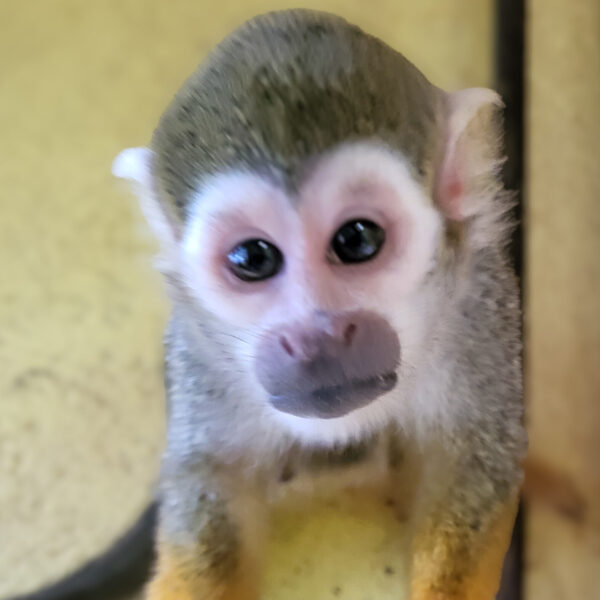 Pépi