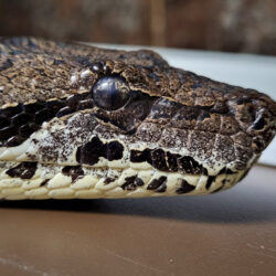 Kaa