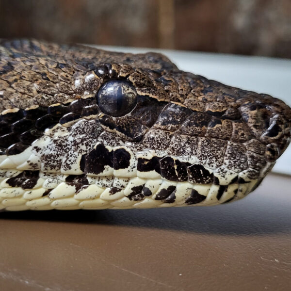 Kaa