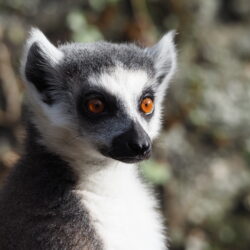 Elisoa
