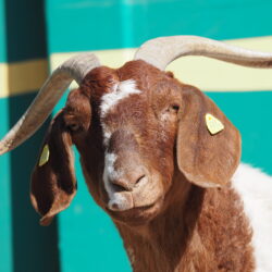 Boer