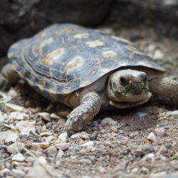 tortue crêpe