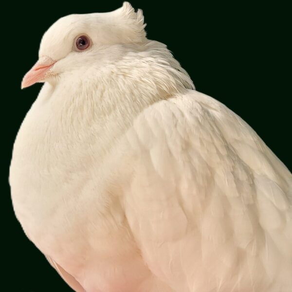 Pégase