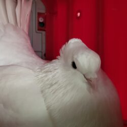 Yaku