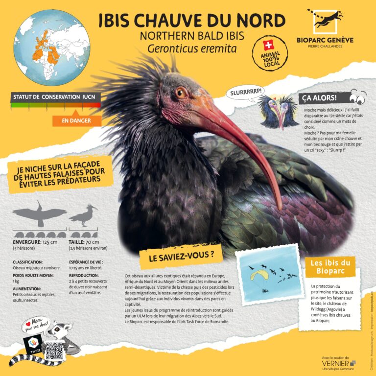 Panneau_Espece_Ibis def