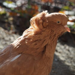 Pigeon domestique