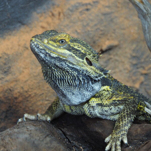 Clyde