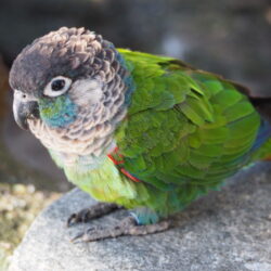 conure