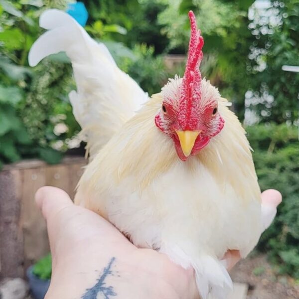 Bébel