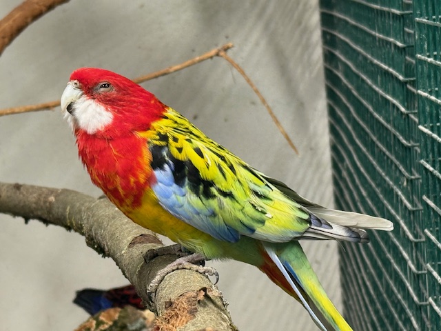 Oiseaux Cites1