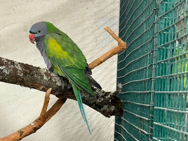 Oiseaux Cites2