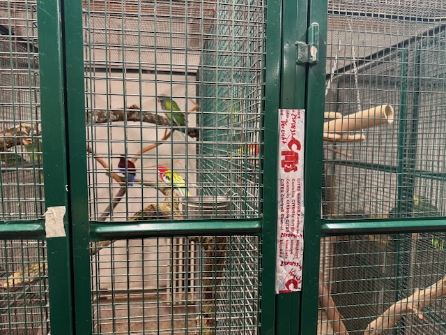 Oiseaux Cites3