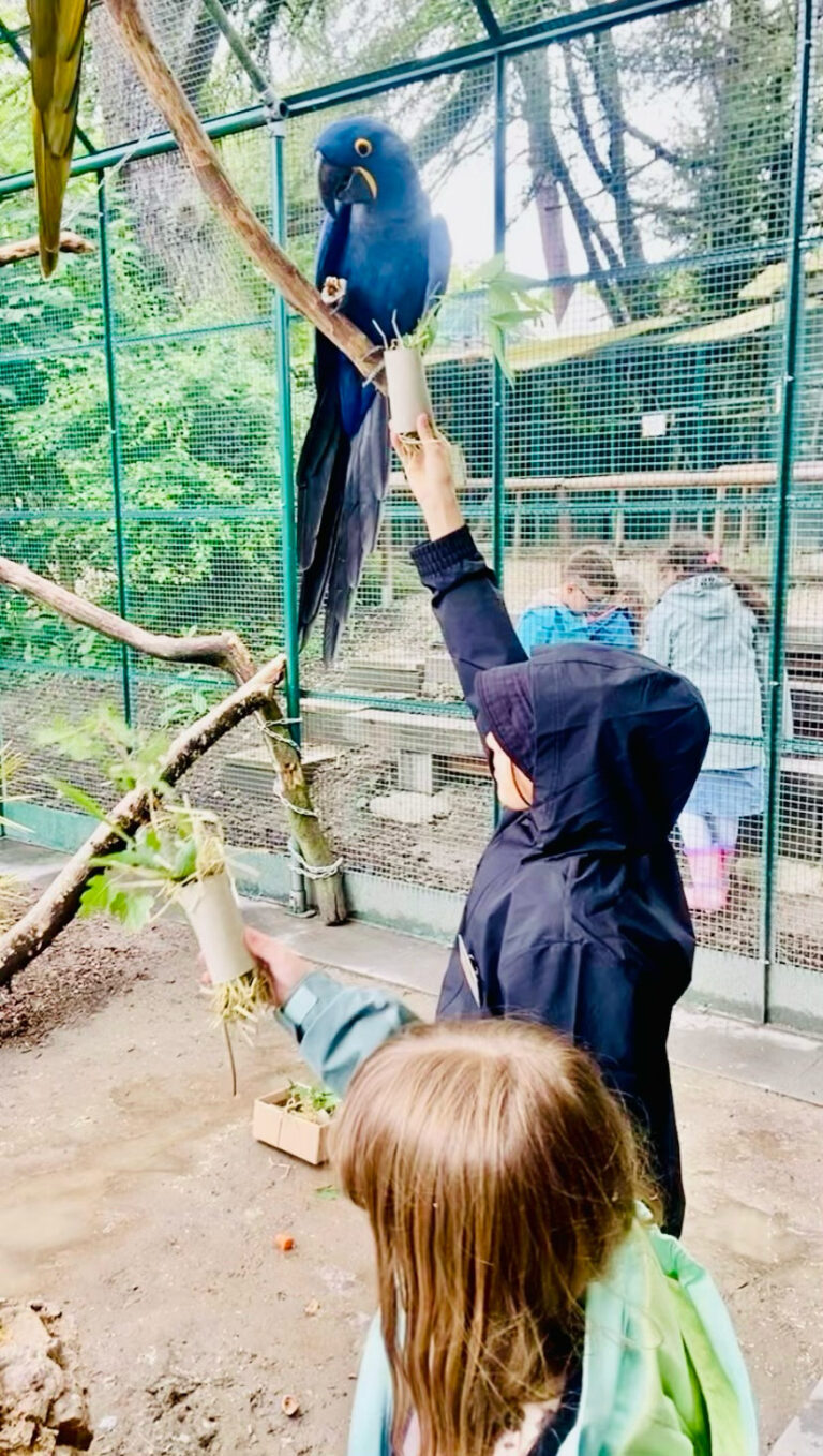 Enfant nourrissant un Ara Bleu au Bioparc dans le cadre de l'Animaclub