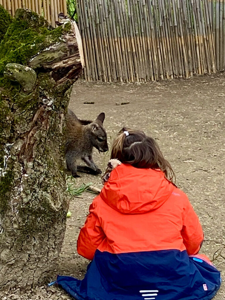 Petite fille interagissant avec un Wallaby lors de l'AnimaClub du Bioparc Genève