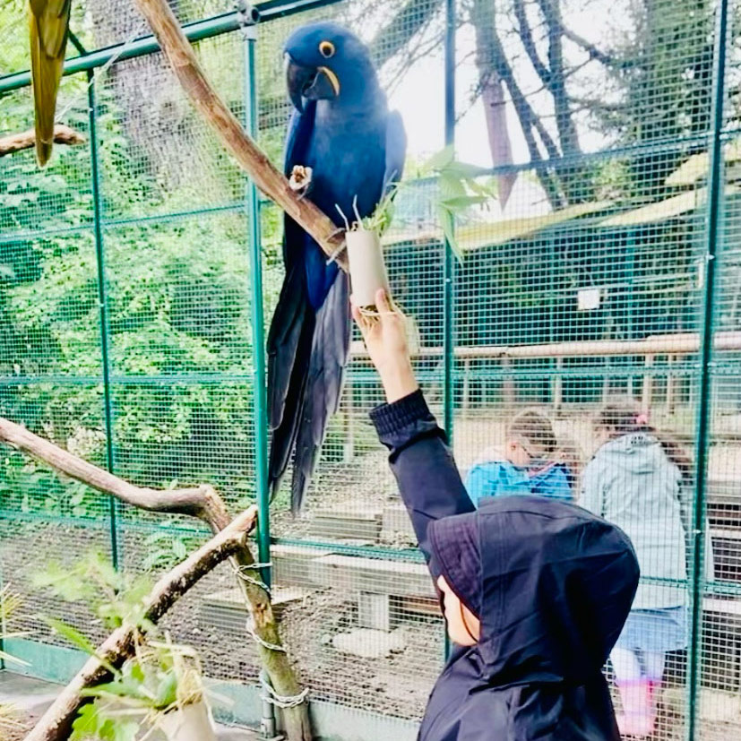 Enfant nourrissant un Ara Bleu au Bioparc dans le cadre de l'Animaclub